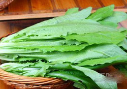 油麦菜怎么吃最减肥(油麦菜怎么吃减肥效果好)