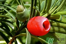 红豆杉的好处有哪些(红豆杉有什么好处) 红豆杉的好处有哪些(红豆杉有什么好处)