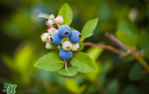 蓝莓怎么保存(蓝莓怎么保存 冷藏 还是冷冻)