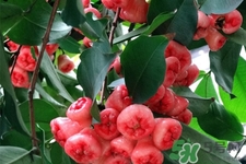 莲雾适合减肥能够控制食欲(莲雾适合减肥吃吗)