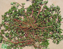 马齿苋的作用(马齿苋的作用和功效)