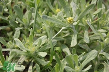 荟诗冰川泥膜是哪个国家的(加拿大荟诗冰川泥膜)