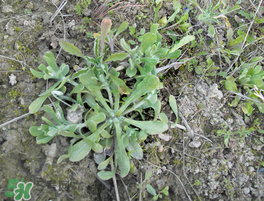 清明菜的营养成分(清明菜的营养成分) 清明菜的营养成分(清明菜的营养成分)