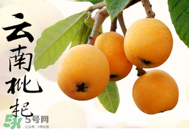 枇杷的食用功效(枇杷的功效和作用)