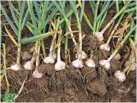 大蒜种植小知识(大蒜种植小知识)