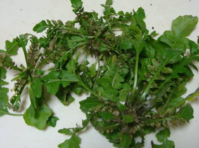 野生荠菜常见类型(野生的荠菜)