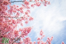 孕妇可以喝桃花茶吗(孕妇可以喝桃花茶吗?) 孕妇可以喝桃花茶吗(孕妇可以喝桃花茶吗?)