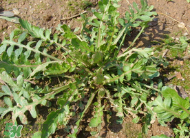 荠菜焯水的好处(荠菜用焯水么)