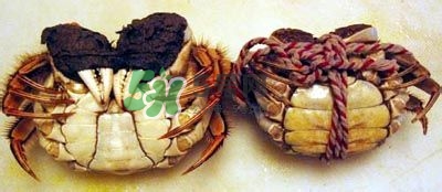 几种螃蟹的吃法(螃蟹的多种吃法)