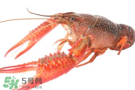 锐薇面膜怎么样(锐薇面膜怎么样)