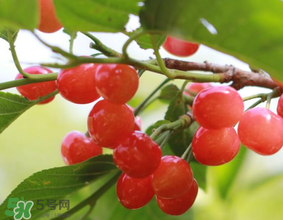 发霉水果的处理方法(水果发霉怎么处理)