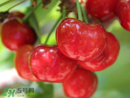 樱桃的营养成分(樱桃的营养成分表)