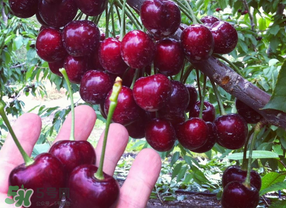 车厘子怎么保存不烂(车厘子怎么保存不烂)