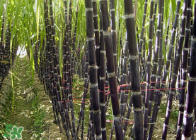 甘蔗的热量高吗(甘蔗的热量高吗?)