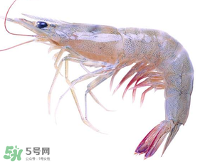 鲜虾怎么挑选(鲜虾怎么挑选)