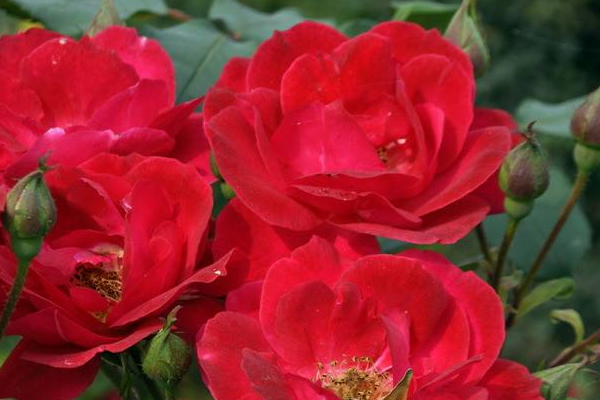 肾炎的分类(肾病分几级) 肾炎的分类(肾病分几级)