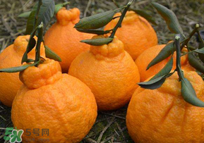 丑橘的产地(丑橘的产地在哪里)