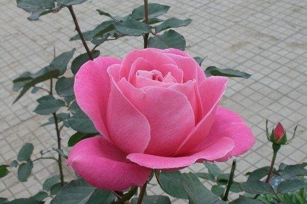 为什么会得甲亢(为什么会得甲亢的原因有哪些)