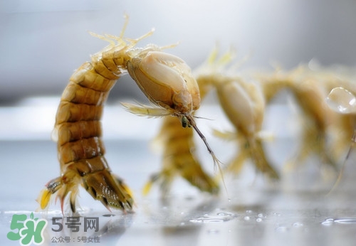 吃皮皮虾有什么好处(请问皮皮虾怎么吃)