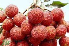 吃不完的荔枝怎么保存(吃不完的荔枝怎么保存新鲜)