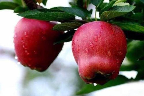 怎么辨别工业蜡(怎么辨别工业蜡和食用蜡)