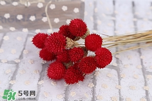 千日红的食用禁忌(千日红的功效和作用及禁忌) 千日红的食用禁忌(千日红的功效和作用及禁忌)