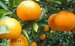 海蓝之谜精粹水怎么用(海蓝之谜精粹水的正确使用方法)