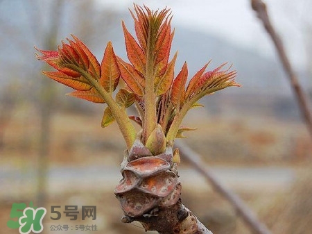 香椿禁忌人群:(香椿的禁忌)