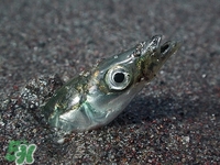 银鱼食谱推荐(银鱼的最佳吃法)