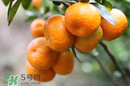 橘子的食用误区(橘子的食用禁忌) 橘子的食用误区(橘子的食用禁忌)