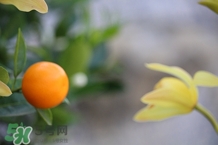 鼻子上有雀斑怎么处理(鼻子上有雀斑怎么办) 鼻子上有雀斑怎么处理(鼻子上有雀斑怎么办)