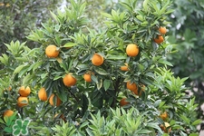 冬季感冒预防(冬季感冒预防小常识) 冬季感冒预防(冬季感冒预防小常识)