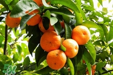 橘子一天吃几个为宜(橘子一天吃几个为宜)