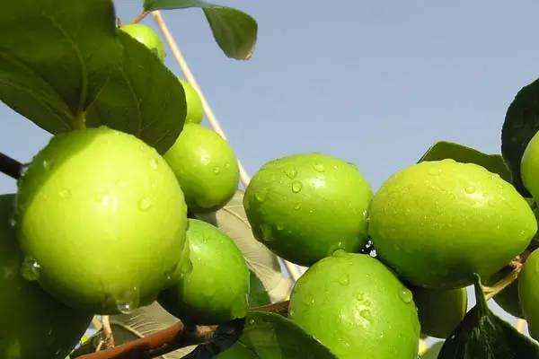 烈艳蓝金液唇釉18春季新色(烈焰蓝金口红)