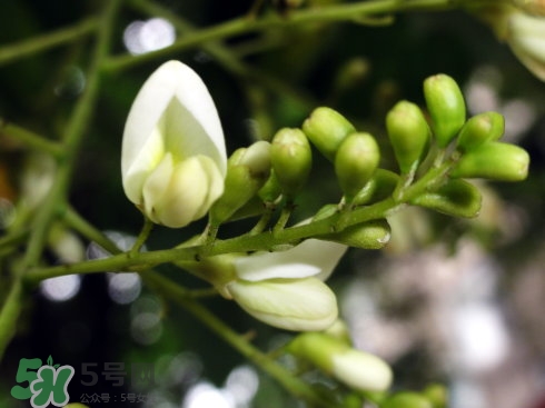 生槐米怎么做好吃(炒槐米和生槐米的区别在哪里)