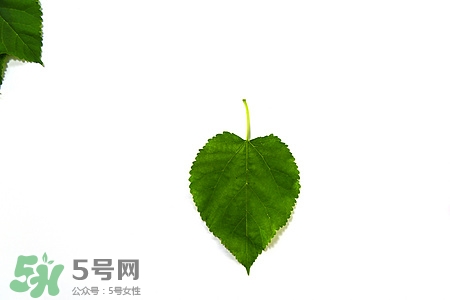 桑叶的食用禁忌(桑叶的食用禁忌)