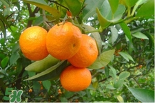 葆玛之谜主要系列有哪些(葆玛之谜怎么样)