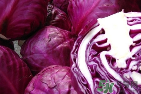凉拌紫甘蓝营养的做法(凉拌紫甘蓝家常做法) 凉拌紫甘蓝营养的做法(凉拌紫甘蓝家常做法)