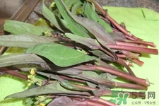 红菜苔怎么挑选(红菜苔怎么挑选)