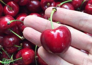 车厘子的营养价值(车厘子的营养价值和食用功效)