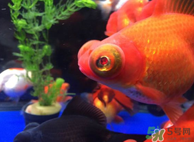 养鱼多久换一次水(养鱼多久换一次水比较好) 养鱼多久换一次水(养鱼多久换一次水比较好)