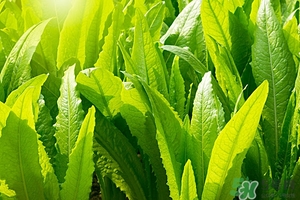 玉泽面霜敏感肌能用吗(玉泽面霜过敏)