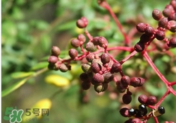野花椒的功效和作用(苗芙草野花椒的功效和作用)
