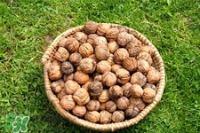 乙肝大三阳可以吃核桃吗(乙肝大三阳可以吃核桃吗?)