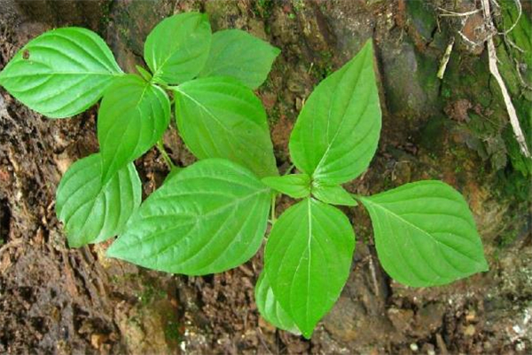 狗肝菜的功效和作用(狗肝菜的功效和作用图)