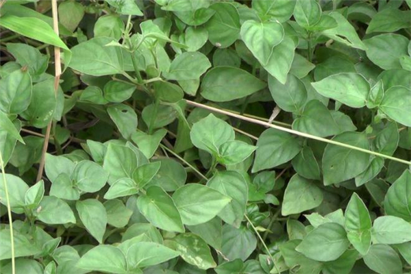 狗肝菜的家常做法(狗肝菜的吃法)