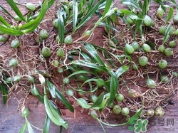 石橄榄的使用禁忌(橄榄石的功效和禁忌)