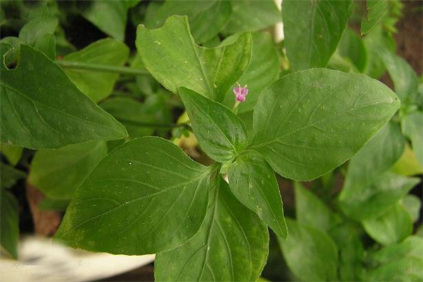 狗肝菜有哪些功效(狗肝菜的作用和功效) 狗肝菜有哪些功效(狗肝菜的作用和功效)