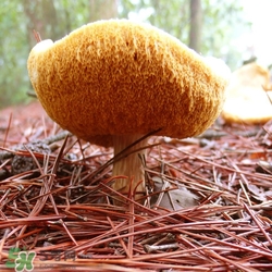 素颜霜到底是什么(素颜霜是什么)