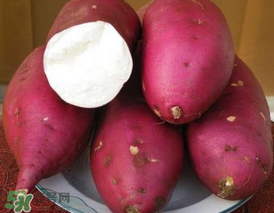 红薯的营养价值(红薯的营养价值及功效和作用)